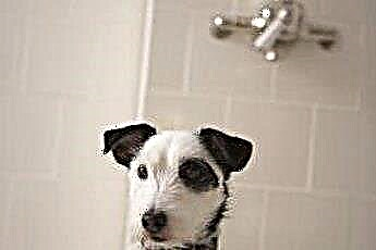  犬が泳ぐのが好きなら、なぜ彼らはお風呂が好きではないのですか？ 