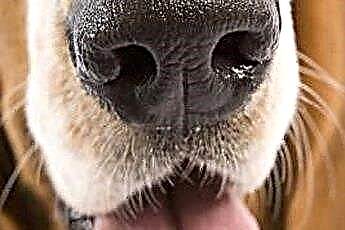  Waarom is de neus van mijn hond droog en gebarsten? 