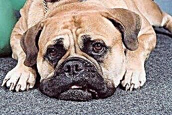  Miért karcolják a kutyák a beltéri szőnyeget? 