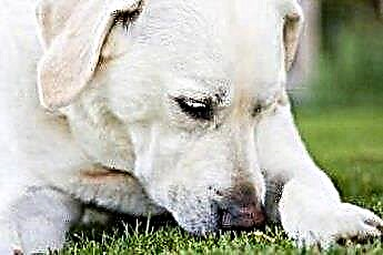  Perché i cani si strofinano la testa nell'erba? 