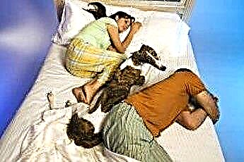  Cachorros dormindo com pessoas em suas camas 