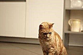 Οι Domestic Tiger Tabby Cats Color Blind; 