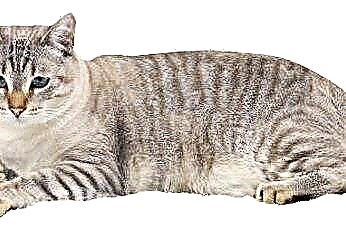  As patas duplas em um gato significam que eles são consanguíneos? 