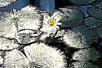  Карликовые лилии и уход за аквариумными растениями 