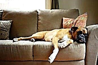  Най-трайният диван плат за кучета 