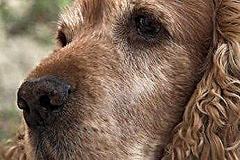  Дразнене на ушите при кучета кокер шпаньол 