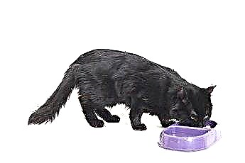  Comer e beber para gatos antes de esterilizar 