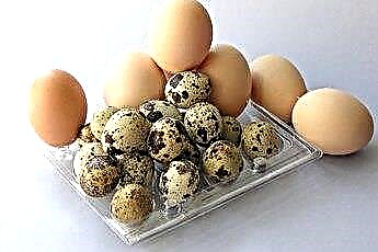  Здравословни ли са яйцата за кучета? 