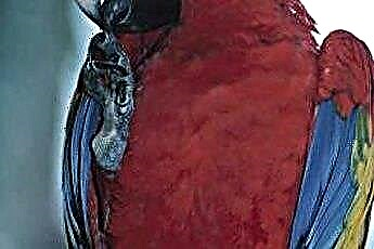  Os hábitos alimentares dos papagaios da arara-vermelha 