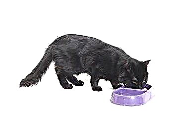  Как да насърчим котките да ядат, които са загубили апетита си 