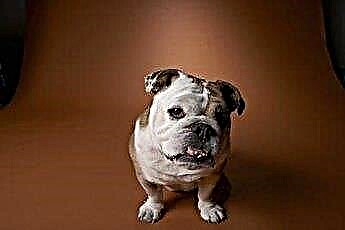  Τι είναι ένα αγγλικό Bantam Bulldog; 