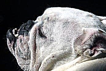  Anglų bulių šunų odos problemos 