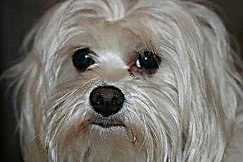  Cómo eliminar las manchas de lágrimas en los perros 