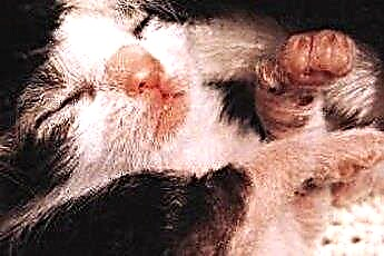  Pommade ophtalmique à l'érythromycine pour chatons 
