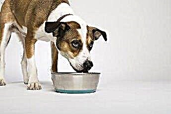  Übermäßiger Durst bei Hunden 