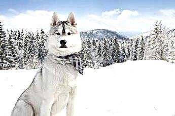  Semua yang Anda Perlu Tahu Tentang Siberia Huskies 
