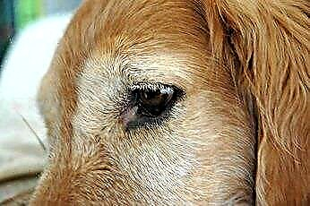  犬のための目の抗生物質 