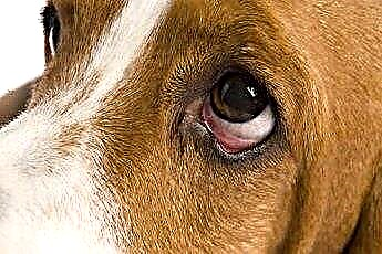  Očesne alergije pri psih 