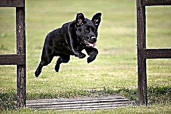  Как расширить забор для прыгающей собаки 