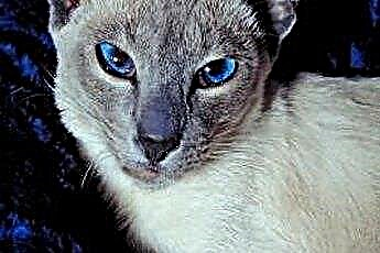  מה אורך החיים הצפוי של חתול סיאמי בעל נקודה כחולה? 