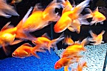  Ne Fantail Japon Balığı Yiyor 