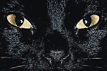  Ögonsjukdomar hos katter 