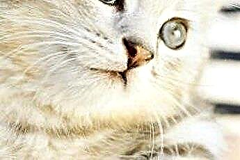  ความผิดปกติของดวงตาในลูกแมว 