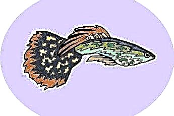  Fakta tentang Ikan Guppy Ekor Penggemar 