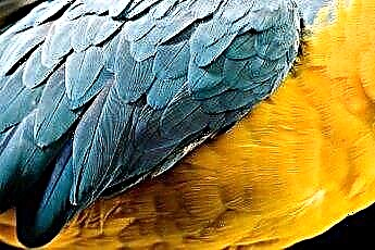  Zaburzenia piór u papug 