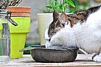  Sådan fodres en kat, der overspiser 