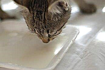  Cho mèo ăn gì bị tiêu chảy mãn tính 