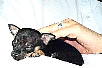  Cara Memberi Makan Anak Anjing Chihuahua yang Baru Lahir 