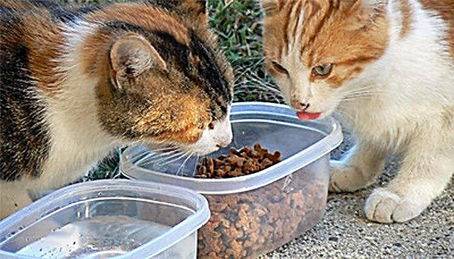  민감한 고양이에게 먹이를주는 방법 