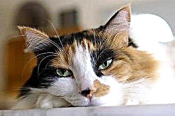  Cambios en el comportamiento de los gatos felinos con pupilas desiguales 