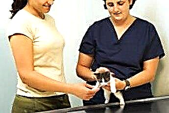  Feline Leukemia & Anak Kucing 