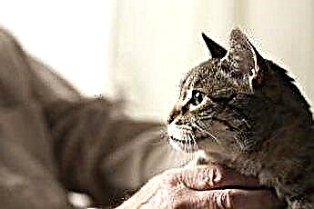  Masáž mačacej fyzikálnej terapie pre mačky 