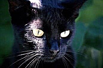  Feline Sarcoma & ซีสต์ในแมว 