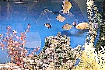  Съвети по Фън Шуй: Местоположение на аквариум у дома 