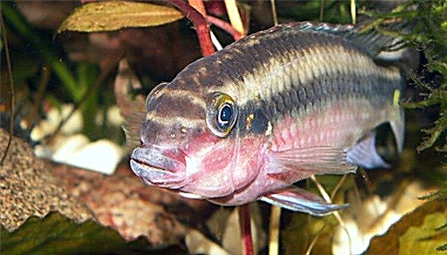  Рыба, которая ладит с петушками в аквариуме объемом 10 галлонов 