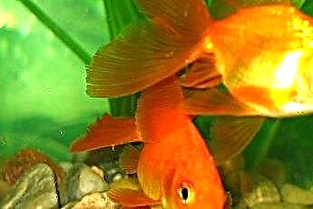  Comment obtenir une odeur de poisson d'un nouvel aquarium de poissons rouges 