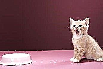  كيف تستحم قطة برغوث 