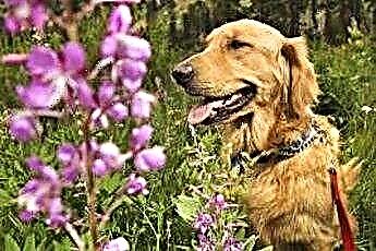 Bunga Beracun Kepada Anjing 