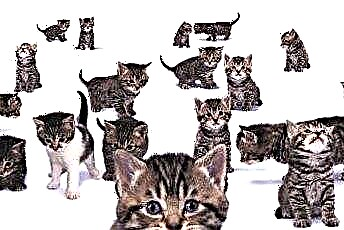  Voer voor meerdere katten met verschillende lichaamstypes 