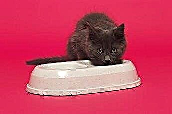  Najlepšie krmivá pre mačky s mačacím IBS a dráždivými črevami 