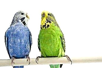  Какие попугаи самые дружелюбные? 
