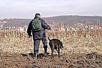  Puntatori tedeschi a pelo corto come cani di famiglia 