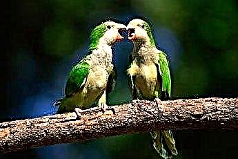  Navođenje kvekerskog papagaja na razgovor 