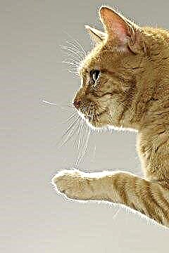  ¿Qué es un gato jengibre? 