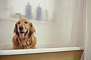  Ako dať veľkému psovi kúpeľ v interiéri 