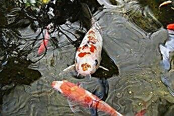  Comportamentul Goldfish între diferite sexe 
